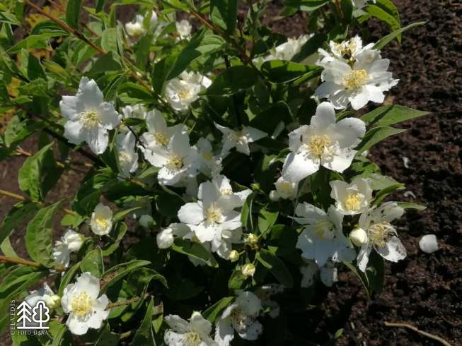 Philadelphus   'Dame Blanche'